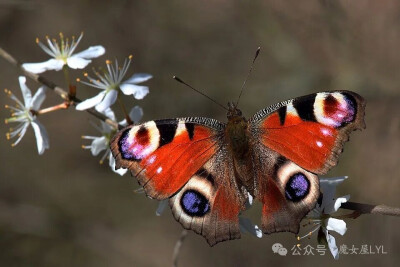 Aglais io
Peacock butterfly
孔雀蛱蝶
