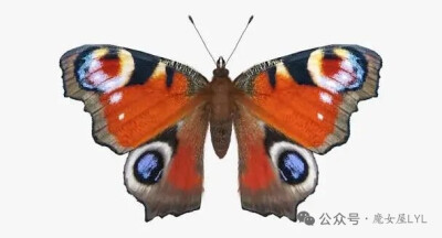 孔雀蛱蝶 Aglais io
