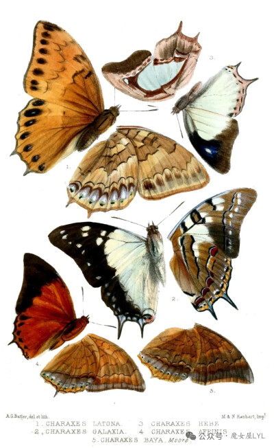 螯蛱蝶亚科 Charaxinae