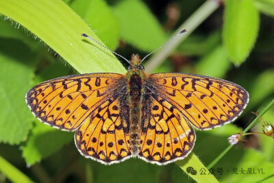 Small pearl-bordered fritillary
北冷珍蛱蝶（又名银边豹蛱蝶）
