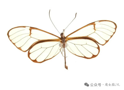伊托米蝶族 Ithomiini
约300种新热带物种，有时被认为是伊托米蝶亚科,大多数物种具有长翅，部分物种的翅膀透明。寄主植物属于夹竹桃科、苦苣苔科（Gesneriaceae）和茄科（Solanaceae）。
