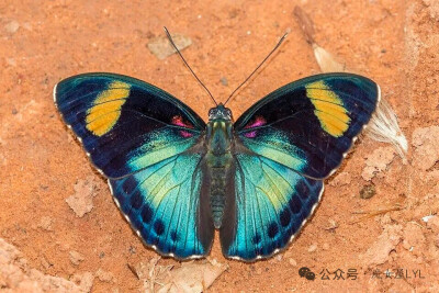 Euphaedra themis
Crimson-spotted forester 
非洲特有物种，可暂译为"红斑林蛱蝶"
