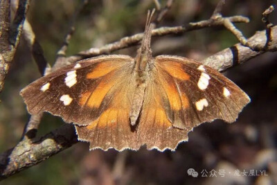 喙蝶演化支：
喙蝶亚科 Libytheinae
