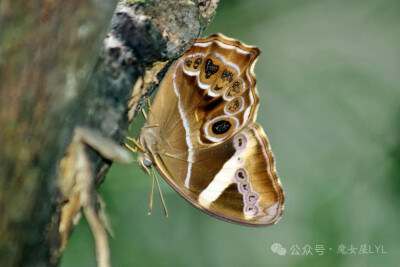 眼蝶亚科 Satyrinae