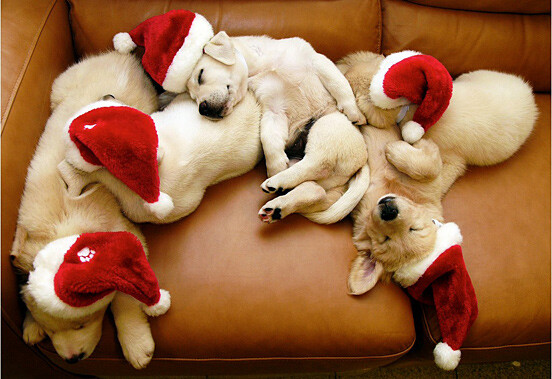 沉睡的圣诞小狗 Sleeping santa dogs | Creative Photo | The Design Inspiration Sleeping santa dogs <a class='shortlnk' href='/s/046c2c9d8' target='_blank' title='http://thedesigninspiration.com/photos/sleeping-santa-dogs/'>http://duitang.com/s/046c2c9d8</a>