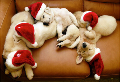 沉睡的圣诞小狗 Sleeping santa dogs | Creative Photo | The Design Inspiration Sleeping santa dogs <a class='shortlnk' href='/s/046c2c9d8' target='_blank' title='http://thedesigninspiration.com/photos/…