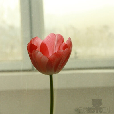 tulip