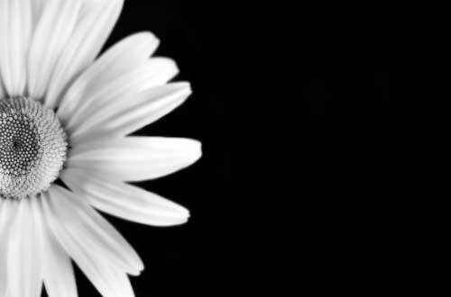 Daisy Black &amp; White Print by Graham Cormie canvas art print