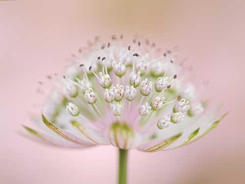 Delicate Astrantia Flower Art by Jacky Parker canvas art print