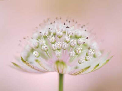 Delicate Astrantia Flower Art by Jacky Parker canvas art print