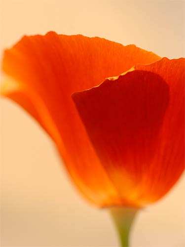 Californian Poppy Flower Picture, Eschscholzia, Floral canvas art print