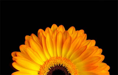 Gerbera Flower Image by Tim Wallace canvas art print