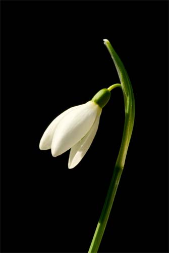 Snowdrop Flower Art Print - Don Tiffney canvas art print