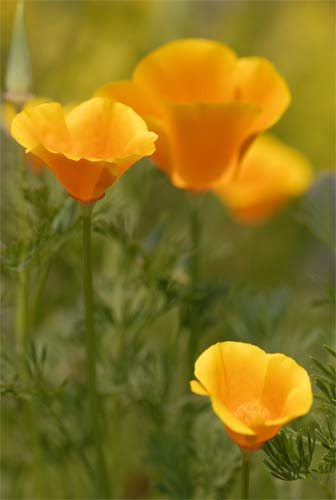 Californian Poppies Print by Jacky Parker canvas art print