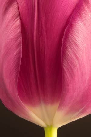 Tulip Art Print Photograph by Howard Goff canvas art print