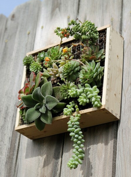 Succulent Wall Garden @ Artessen Succulent Wall Garden