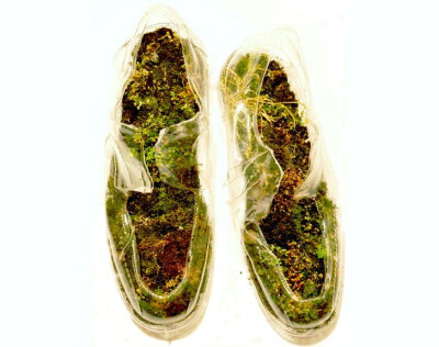 苔鞋 moss shoes