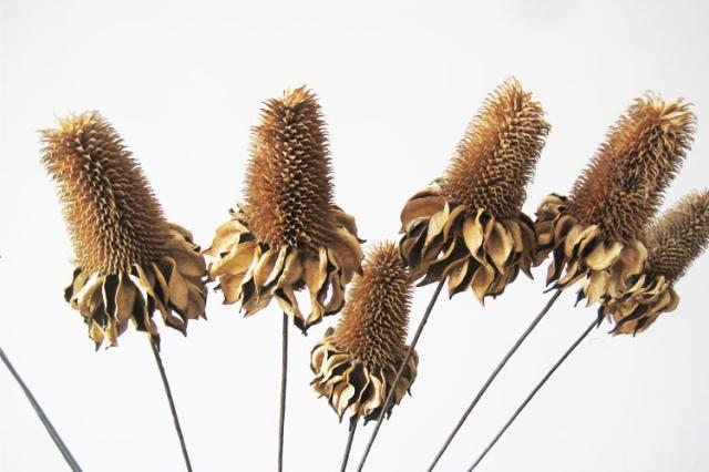 家居仿真花 干花 大椿菊