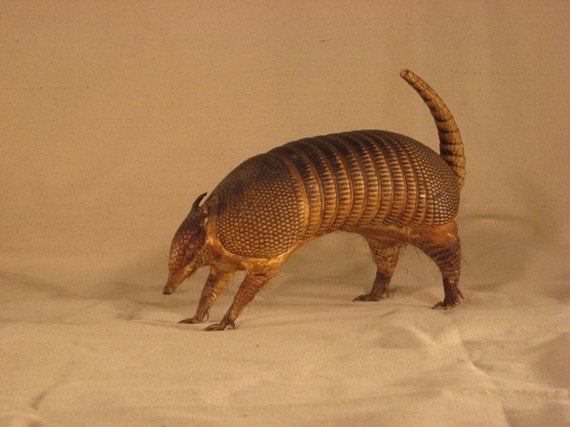 古董毛犰狳标本 by DutchTouchAntiques on Etsy Antique Hairy Armadillo Taxidermy