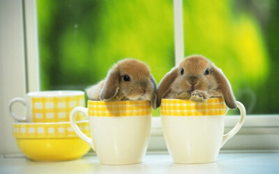 茶杯兔！