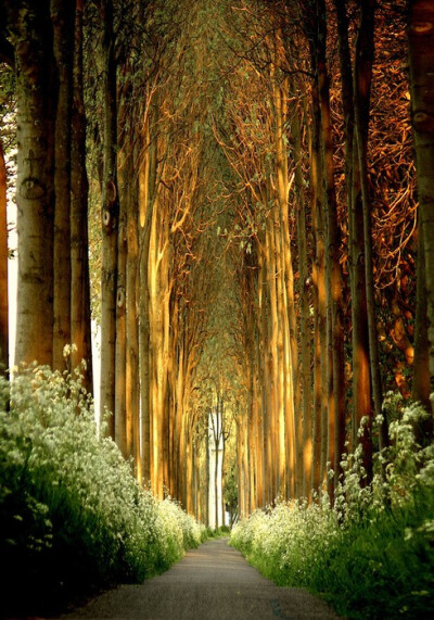 Tree Tunnel, Belgium 树是四季的记忆