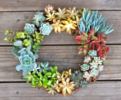 DIY Gorgeous Succulent Wreath | Shelterness - wanelo