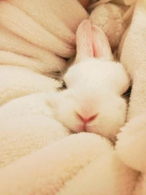 兔子小姐兔子先生- 堆糖