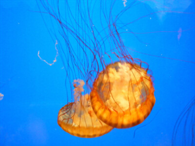 jellyfish | Tumblr