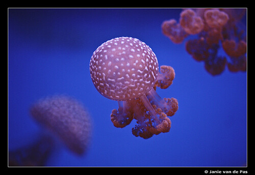 jellyfish | Tumblr