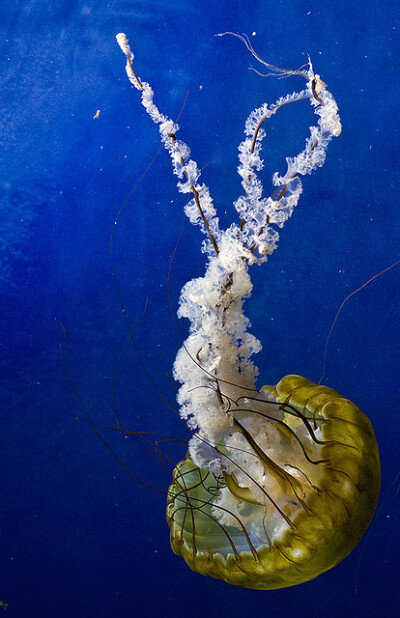 Brown Sea Nettle Jellyfish at San Francisco Aquarium, California | Flickr - Photo Sharing!