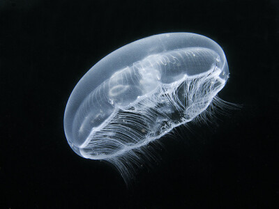 Jellyfish | Flickr - Photo Sharing! photo