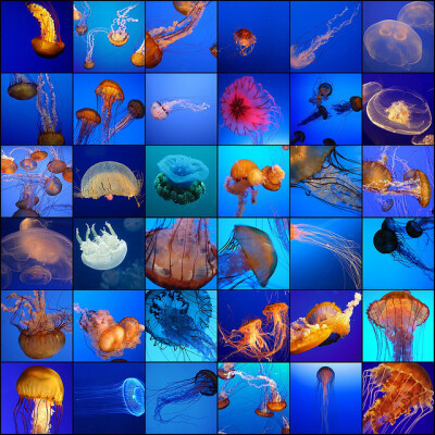 Jellyfish mosaic | Flickr - Photo Sharing! photo