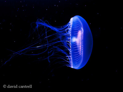 Jellyfish | Flickr - Photo Sharing! photo