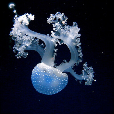 Jellyfish | Flickr - Photo Sharing!