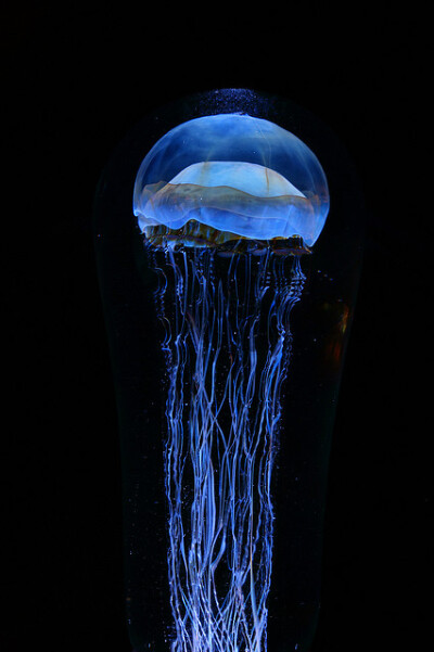 The Jellyfish | Flickr - Photo Sharing! photo