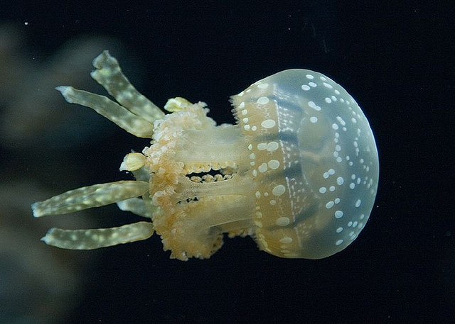 Jellyfish | Flickr - Photo Sharing! photo