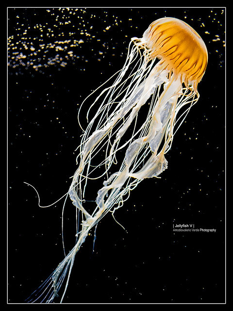 Jellyfish 5 | Flickr - Photo Sharing! photo