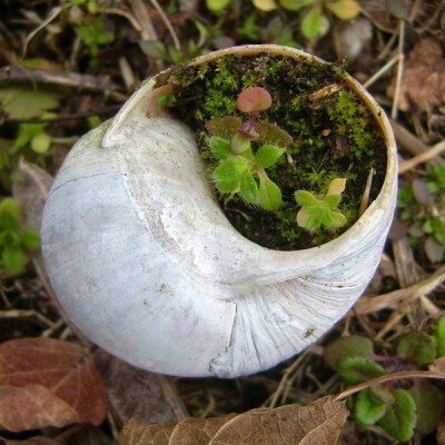 蜗牛壳..小盆栽.