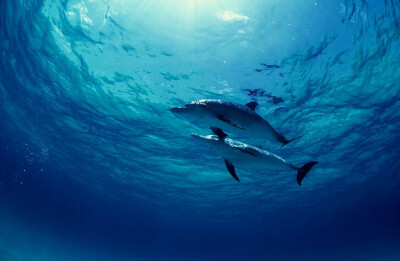 dolphin in the sea.