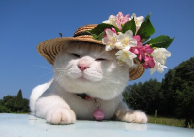 伊丽莎大白一世…