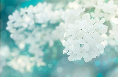 花夏