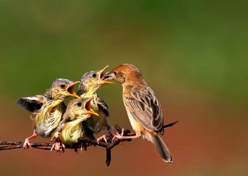 麻雀妈妈和孩子们