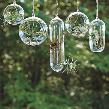 Shane Powers Hanging Glass Bubble Collection | west elm - wanelo