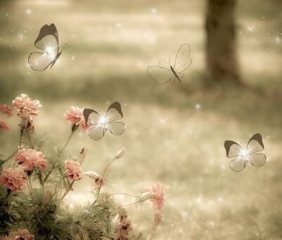 那些清淡的花和透明的蝶