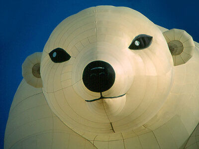 Polar Bear - Face | 北极熊 - 脸部特写(north face的广告-.-)