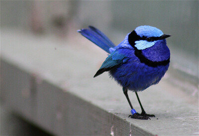 多漂亮的小蓝鸟