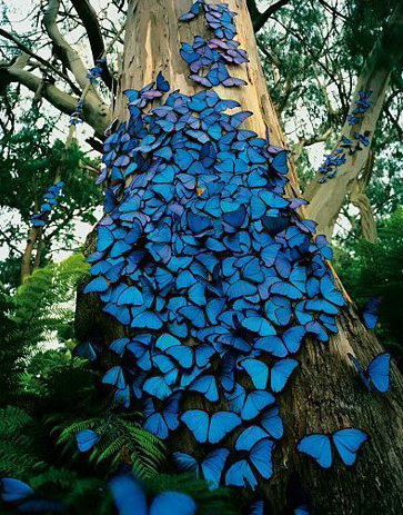 不可思议的蓝蝴蝶~