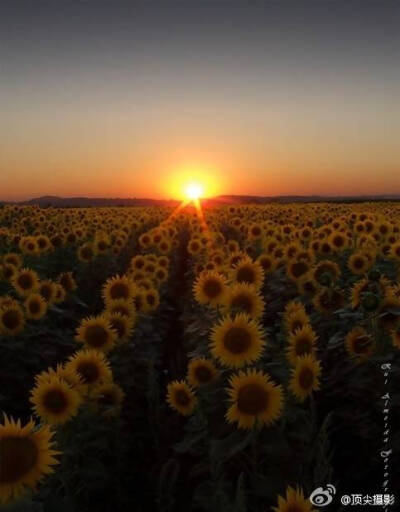 向日葵的傲