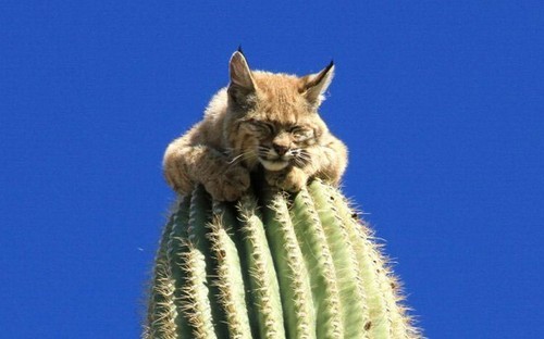 仙人掌上的山猫，你蛋疼吗？ - 集趣 仙人掌上的山猫，你蛋疼吗？ 在美国亚利桑那州的一个沙漠，一名自然摄影师偶然发现在一颗高达12米的仙人掌上，趴着一只山猫，这种罕见的场面被成功的抓拍了。摄影师不明白山猫为何会爬上这么高的仙人掌，但随后发现不远处有一只美洲狮正在等待着山猫