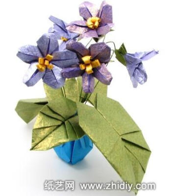 阿兰若的山崎茂 - 紫罗兰